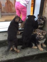 Puppies for sale german shepherd dog - Belarus, Brest