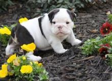 Puppies for sale english bulldog - Belarus, Brest