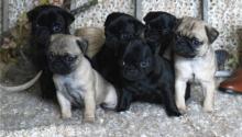 Puppies for sale pug - Georgia, Zugdidi