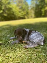 Puppies for sale german shorthaired pointing dog - USA, New York. Price 6oo $