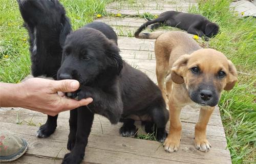 Отдам щенка в добрые руки Метис, Замечательные щенки ищут любящую семью. - Россия, Москва