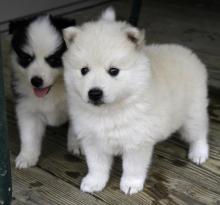 Puppies for sale spitz - Kazakhstan, Taraz