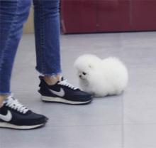 Puppies for sale pomeranian spitz - Russia, Kirov