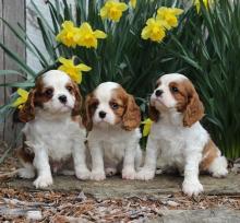 Puppies for sale king charles spaniel - Armenia, Vanadzor