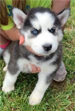 Puppies for sale , siberian husky - Belarus, Grodno