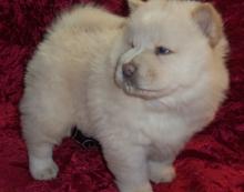 Puppies for sale chow chow - Armenia, Vanadzor