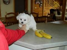 Puppies for sale maltese - Ireland, Dublin