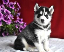 Puppies for sale other breed, siberian husky - Finland, Oulu