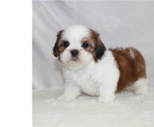 Puppies for sale shih tzu - Ireland, Dublin