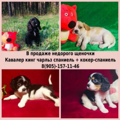 Продам щенка Кавалер кинг чарльз спаниель - Россия, Кострома