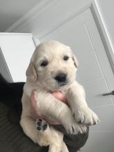 Puppies for sale golden retriever - Austria, Vienna. Price 250 €