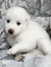 Puppies for sale , pomsky - Moldova, Chisinau