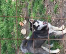 Puppies for sale other breed, siberian husky - Ireland, Dublin
