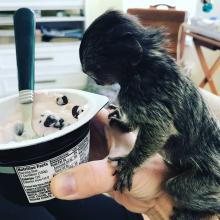 Puppies for sale other breed, monkeys - Belarus, Minsk