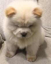 Puppies for sale chow chow - Ireland, Dublin. Price 250 €