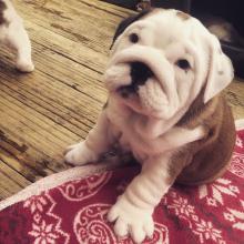 Puppies for sale english bulldog - Finland, Tampere. Price 250 €
