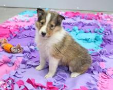 Puppies for sale collie - Ireland, Dublin