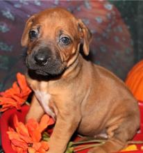 Puppies for sale rhodesian ridgeback - Armenia, Vanadzor
