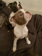 Puppies for sale boston terrier - Finland, Turks