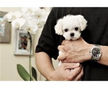 Puppies for sale maltese - France, Montpellier