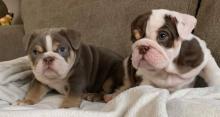 Puppies for sale english bulldog, english bulldog puppies available - Hungary, Gyor
