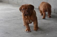 Puppies for sale bordeaux dog - Ireland, Cork