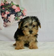 Puppies for sale mixed breed, morkie - Ireland, Cork