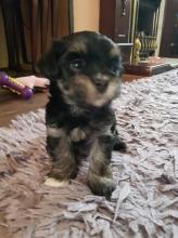 Puppies for sale havanese - Slovenia, Kralevitse