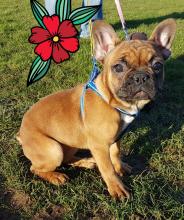 Puppies for sale french bulldog - Sweden, Norcheping. Price 600 $