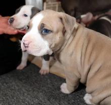 Puppies for sale american pit-bull terrier - Ireland, Dublin
