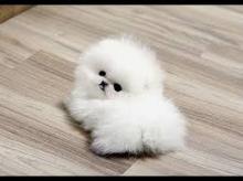Puppies for sale pomeranian spitz - Ukraine, Luck