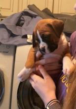 Puppies for sale boxer - Azerbaijan, Ganja