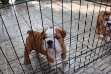 Puppies for sale english bulldog - Luxembourg, Luxembourg