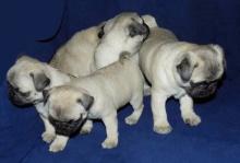 Puppies for sale pug - Hungary, Budapest