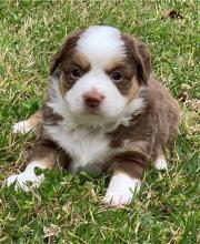Puppies for sale australian shepherd - Armenia, Vanadzor
