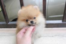 Puppies for sale pomeranian spitz - Ireland, Dublin