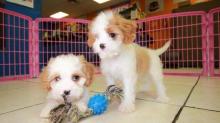 Puppies for sale other breed - Ireland, Cork