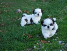 Puppies for sale shih tzu - Ireland, Dublin