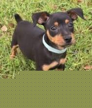 Puppies for sale miniature pinscher - Ireland, Dublin