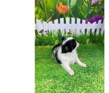 Puppies for sale chihuahua - Bulgaria, Pleven