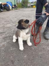 Puppies for sale akita - Hungary, Pech. Price 250 €