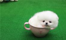 Puppies for sale pomeranian spitz - Spain, Figeyras