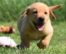 Puppies for sale labrador retriever - Ireland, Dublin
