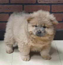 Puppies for sale chow chow - Ukraine, Lvov