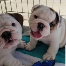 Puppies for sale english bulldog - United Kingdom, Sheffield