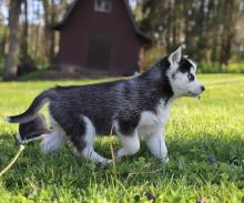 Puppies for sale , siberian husky - Poland, Czestochowa