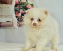 Puppies for sale pomeranian spitz - Georgia, Rustavi