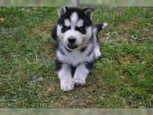 Puppies for sale , husky - Kazakhstan, Astana