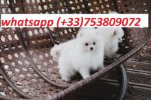 Puppies for sale pomeranian spitz - France, Marseille