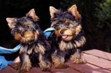 Puppies for sale maltese - USA, Arizona, Phoenix